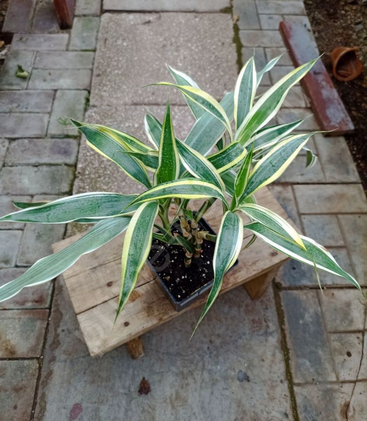 Драцена Сандериана "Бамбук счастья"