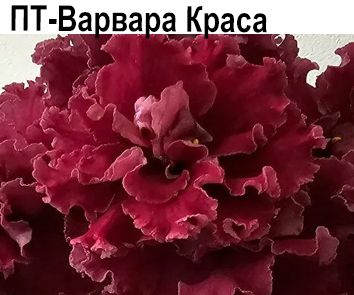 ПТ-Варвара Краса  НОВИНКА