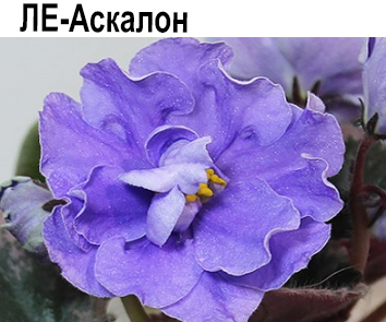 ЛЕ-Аскалон  НОВИНКА