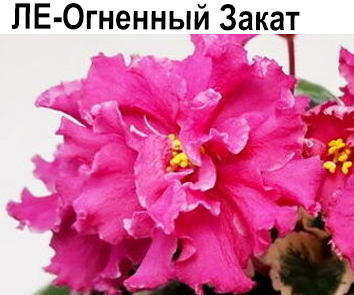 ЛЕ-Огненный Закат