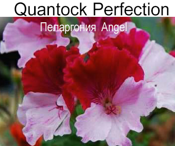 Пеларгония ангельская Quantock Perfection