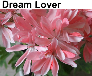 Пеларгония формозум карликовая Dream Lover