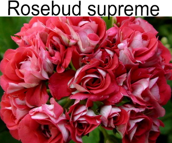 Пеларгония розебудная Rosebud Supreme