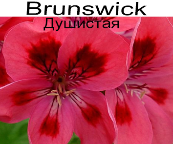 Пеларгония душистая Brunswick