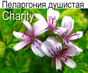 Пеларгония душистая пестролистная Charity