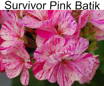 Пеларгония зональная Survivor Pink Batik