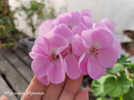 Шёлк Иллюзия № 2406