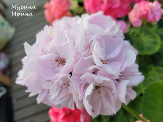 Сеянец 19 года, Прохлада