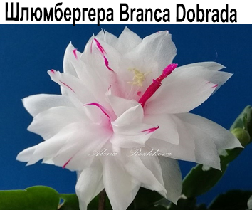 Шлюмбергера Branca Dobrada  НОВИНКА