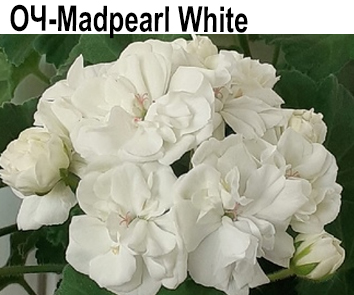 Пеларгония густомахровая ОЧ-Madpearl White