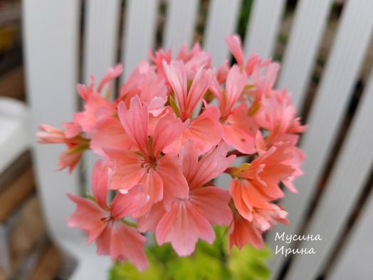 Шёлк Золотая Рыбка № 2469