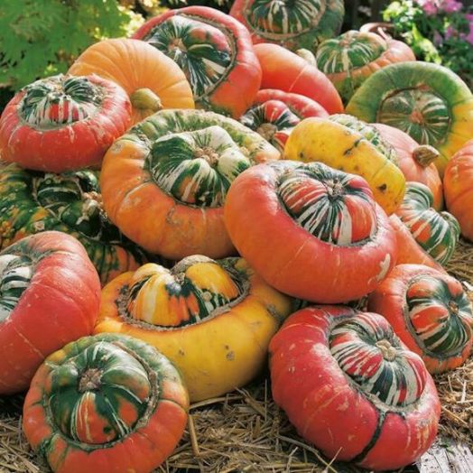 Тыква Турецкая Чалма, 25шт семян