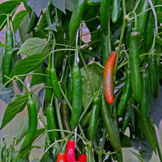 Перец острый Хабанера F1, 10шт семян