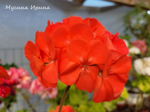 Сеянец 481/22, Китайский Фонарик