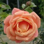 Пич Мельба (Peach Melba)