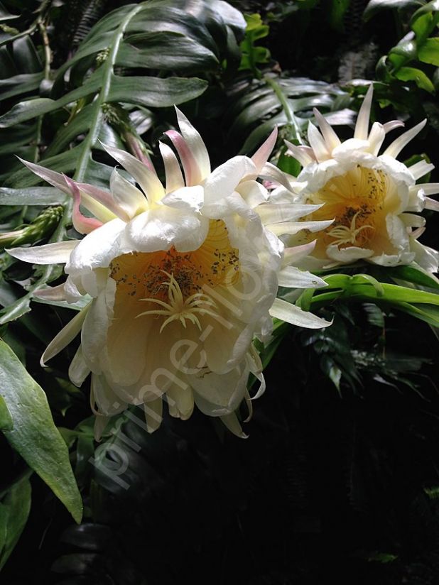 Марниера "Лесной кактус"