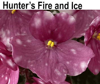 Hunter's Fire and Ice