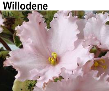 Willodene