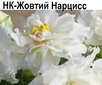 НК-Жовтий Нарцисс  НОВИНКА