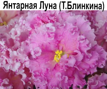 Янтарная Луна (Блинкина)  НОВИНКА