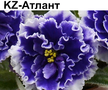 KZ-Атлант  НОВИНКА