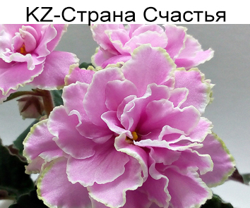 KZ-Страна Счастья