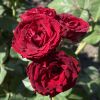 Ред Сенсейшн (Red Sensation), спрей