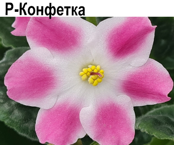 Р-Конфетка