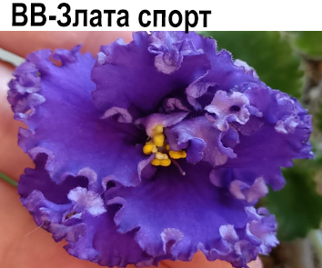 ВВ-Злата спорт