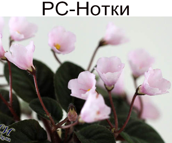 РС-Нотки (Репкина)