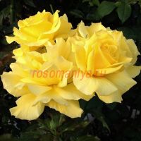 Фрезия (Friesia)